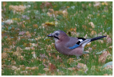 Eurasian Jay