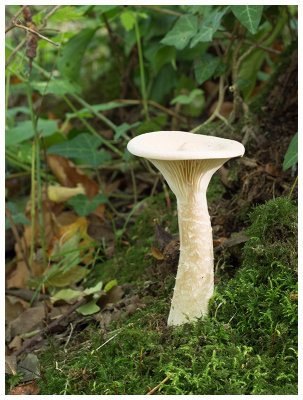 Clitocybe geotropa    