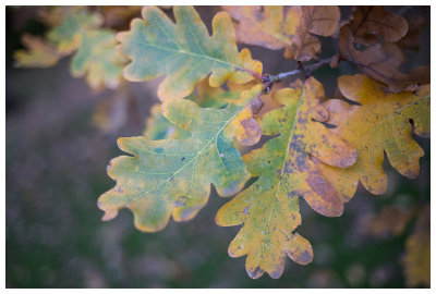 Quercus robur