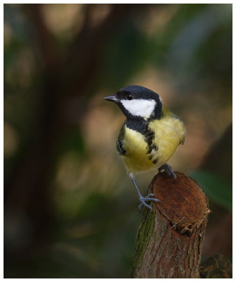 Great Tit