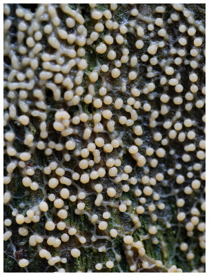 Bulbillomyces farinosus