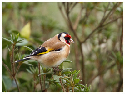 Goldfinch