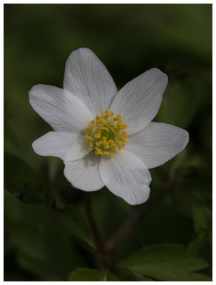 Anemone nemorosa