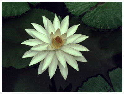Nymphaea