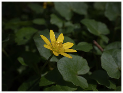 Ranunculus ficaria