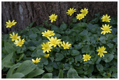 Ranunculus ficaria