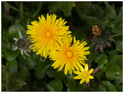 Taraxacum sp.