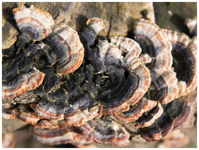 Trametes versicolor