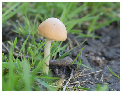 Stropharia semiglobata  