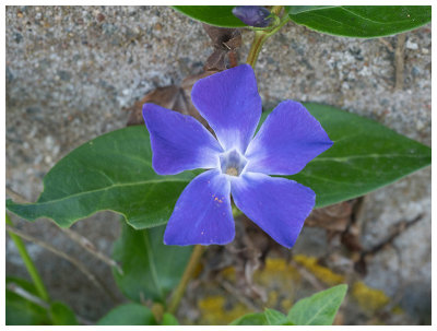 Vinca major