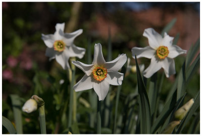 Narcissus poeticus