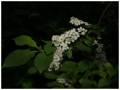 Prunus padus