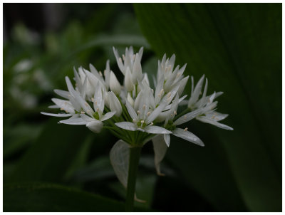 Allium ursinum