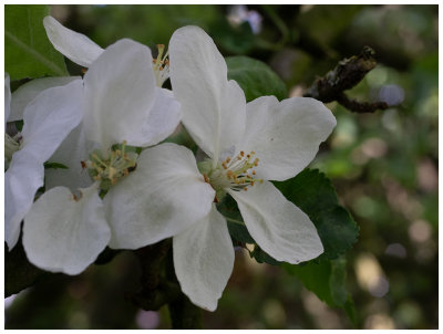 Apple blossoms