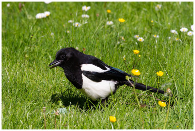 Magpie