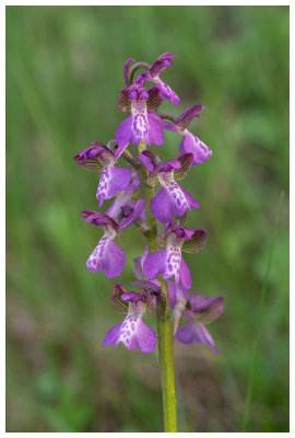 Anacamptis morio