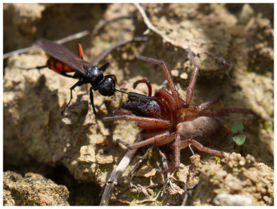 Spider Hunter Wasp with prey
