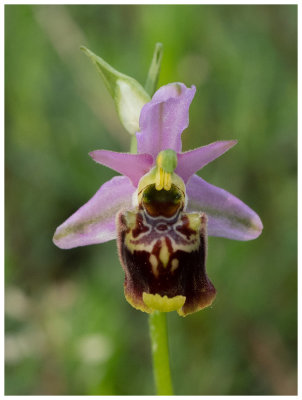 Ophrys fuciflora