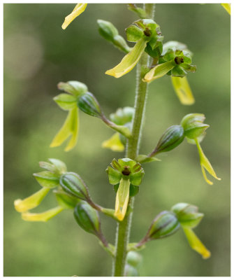 Listera ovata