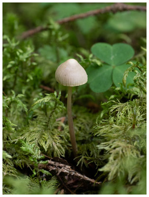 Mycena