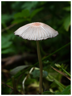 Coprinus leiocephalus   