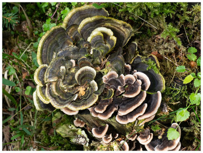 Trametes versicolor