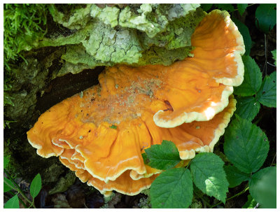 Laetiporus sulphureus  