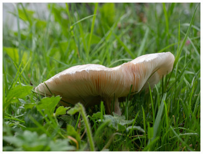 Leucoagaricus leucothites   