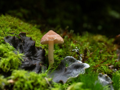 moss, lichen and mushroom