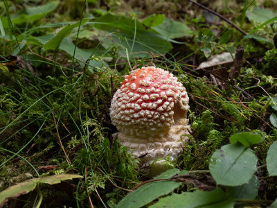 Amanita muscaria