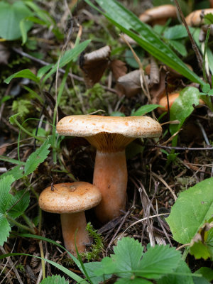 Lactarius