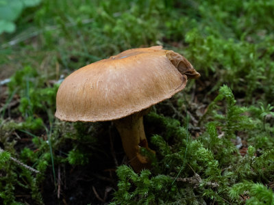 Gomphidius helveticus