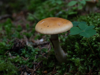 Cortinarius