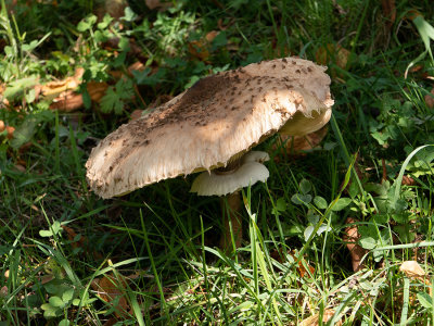 Macrolepiota procera   