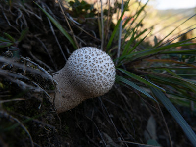 Calvatia excipuliformis  