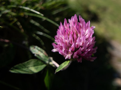Trifolium medium   