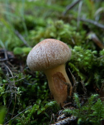Gomphidius helveticus