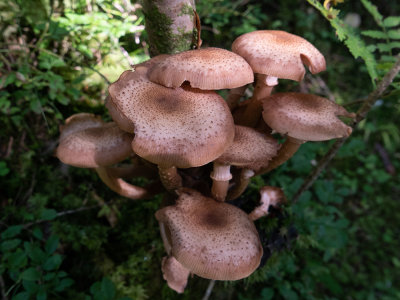 Armillaria ostoyae