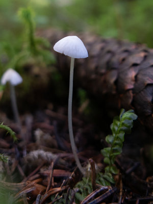 Mycena