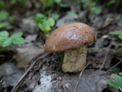 Boletus edulis   