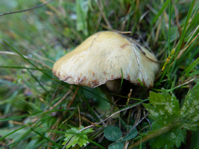 Suillus flavidus    