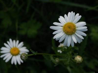 Leucanthemum vulgare 