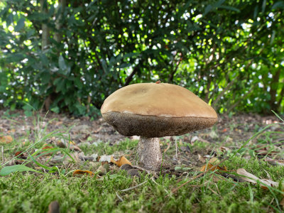 Leccinum scabrum