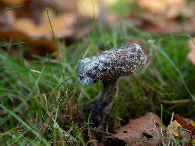 fungus on mushroom