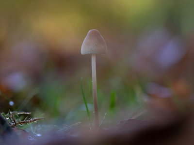 Mycena