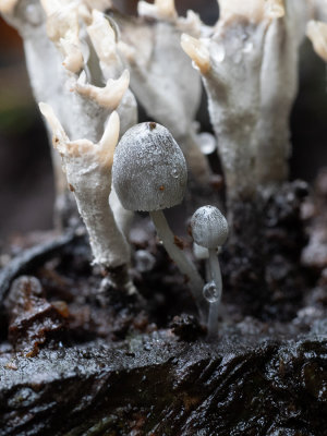 Mycena pseudocorticola