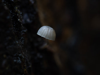 Mycena pseudocorticola