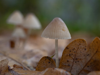 Mycena sp. 