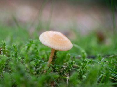 Collybia dryophila