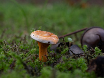 Paxillus involutus